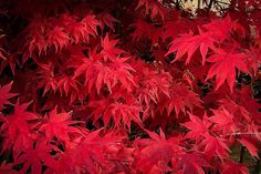 red leaves on the branches of a tree