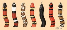 the different types of snakes are shown in this illustration