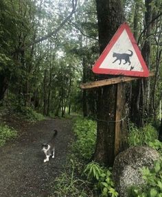 a black and white cat walking down a dirt road next to a sign with a dog on it