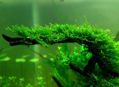 an aquarium filled with green plants and algae