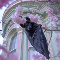 a bat hanging upside down on a branch with pink flowers in front of a building