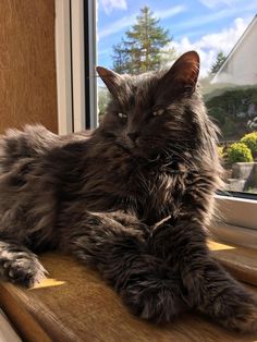 a fluffy black cat sitting on top of a window sill next to a window