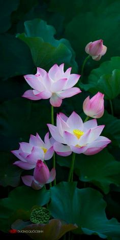 three pink lotuses are blooming in the middle of some water lilies with green leaves