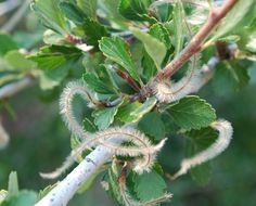 the leaves and stems of a tree with brown, fuzzy seeds on it's branches