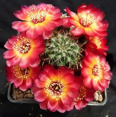 a close up of a cactus plant with red flowers and yellow stamens on it