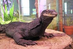 an iguana sitting on top of a rock