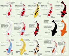 the different types of koi fish are shown in this poster, which shows their colors and