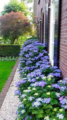 blue flowers line the side of a brick building