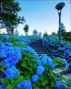 blue flowers are blooming along the steps