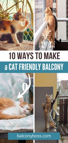 the top ten ways to make a cat friendly balcony