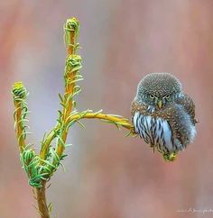 an owl sitting on top of a green plant