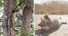 two pictures side by side with cats playing in the trees and one has its paw on another cat's head