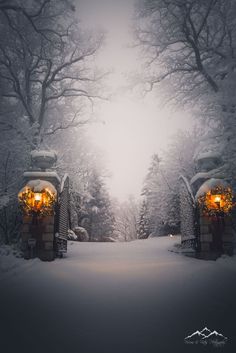 the entrance to a snowy forest is lit up with lights