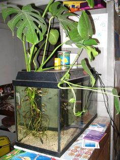 a plant is growing in an aquarium on top of a table with books and magazines