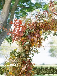 a tree with lots of leaves hanging from it's branches