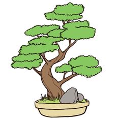 a bonsai tree in a pot with rocks