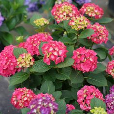 pink and purple flowers are blooming in the garden