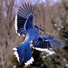 a blue and white bird flying through the air