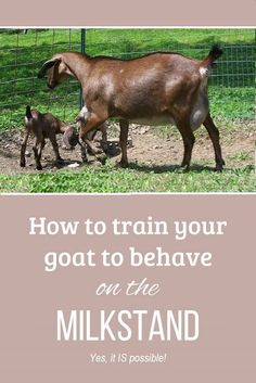 a baby goat and its mother are walking in the grass with text that reads, how to train your goat to be brave on the milkstand