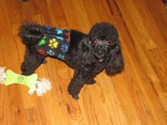 a black poodle wearing a colorful shirt on top of a wooden floor next to a bone toy