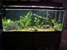 an aquarium filled with plants and algaes in a dark room next to a wall