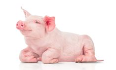 a small pink pig sitting on top of a white floor