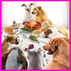 a group of dogs and cats sitting at a table with food in front of them