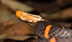 an orange and black snake is on the ground