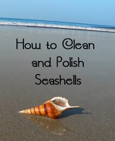 a sea shell on the beach with text overlay how to clean and polish seashells