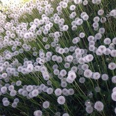 some very pretty white flowers in the grass