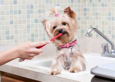 a small dog is sitting in the sink while someone brushes it's teeth with a pink toothbrush