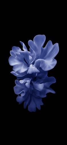 a blue flower on a black background