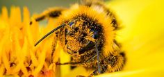 a bee sitting on top of a yellow flower