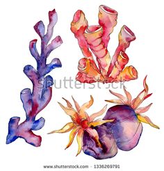 seaweed and corals painted in watercolor on white background