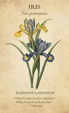 iris flowers are featured in this card with the words iris written on it and below