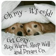 two brown dogs laying under a white blanket on top of a bed with the words oh my it's cold get cozy stay warm sleep and dream