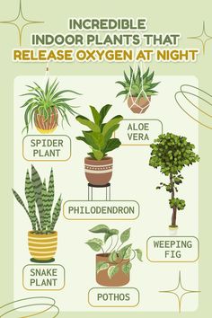 an info sheet describing indoor plants that release oxygen at night, including houseplants and succulents