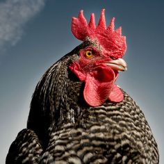 a close up of a chicken with a sky background in the backgroung