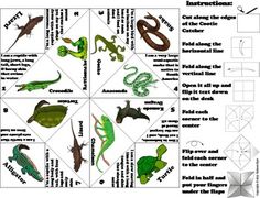 an image of different types of lizards