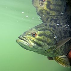 two large fish swimming in the water