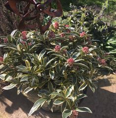 a potted plant with red flowers and green leaves on the ground next to other plants