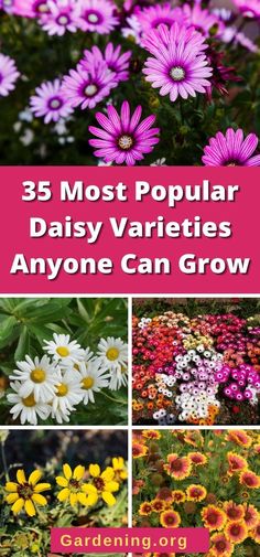 different types of flowers with the words 35 most popular daisy varieties anyone can grow on it