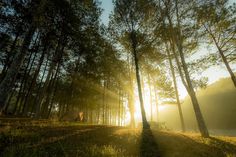 the sun is shining through the trees in the forest