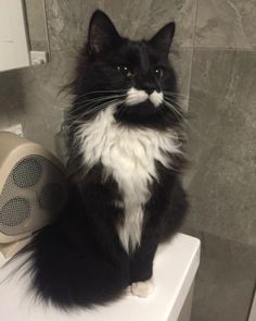 a black and white cat sitting on top of a toilet