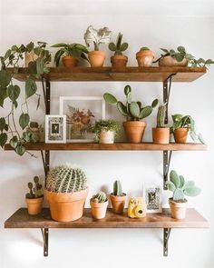 there are many potted plants on the shelves