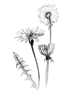 black and white drawing of three dandelions