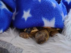 a turtle under a blue and white blanket with stars on it's head,