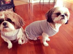 two small dogs wearing sweaters on top of a wooden floor next to each other