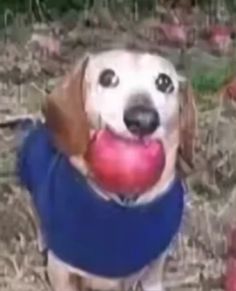 a dog holding an apple in its mouth and wearing a blue shirt on it's chest