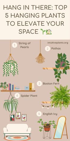 the top 5 hanging plants to elevate your space - infographical poster